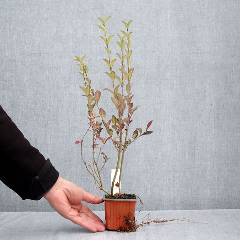 Spécimen de Troène - Ligustrum ovalifolium Godet de 8/9 cm tel que livré en automne