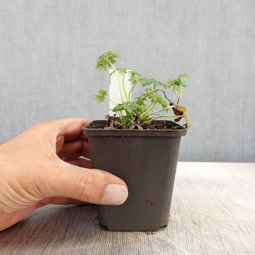 Spécimen de Trolle nain - Trollius pumilus Godet de 8/9 cm tel que livré en automne