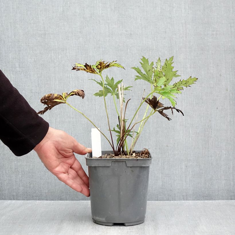 Spécimen de Trolle - Trollius chinensis Golden Queen Pot de 2L/3L tel que livré en automne