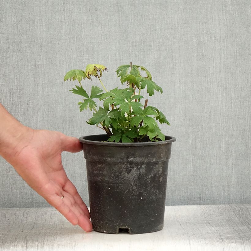 Spécimen de Trolle - Trollius chinensis Golden Queen Pot de 2L/3L tel que livré en été