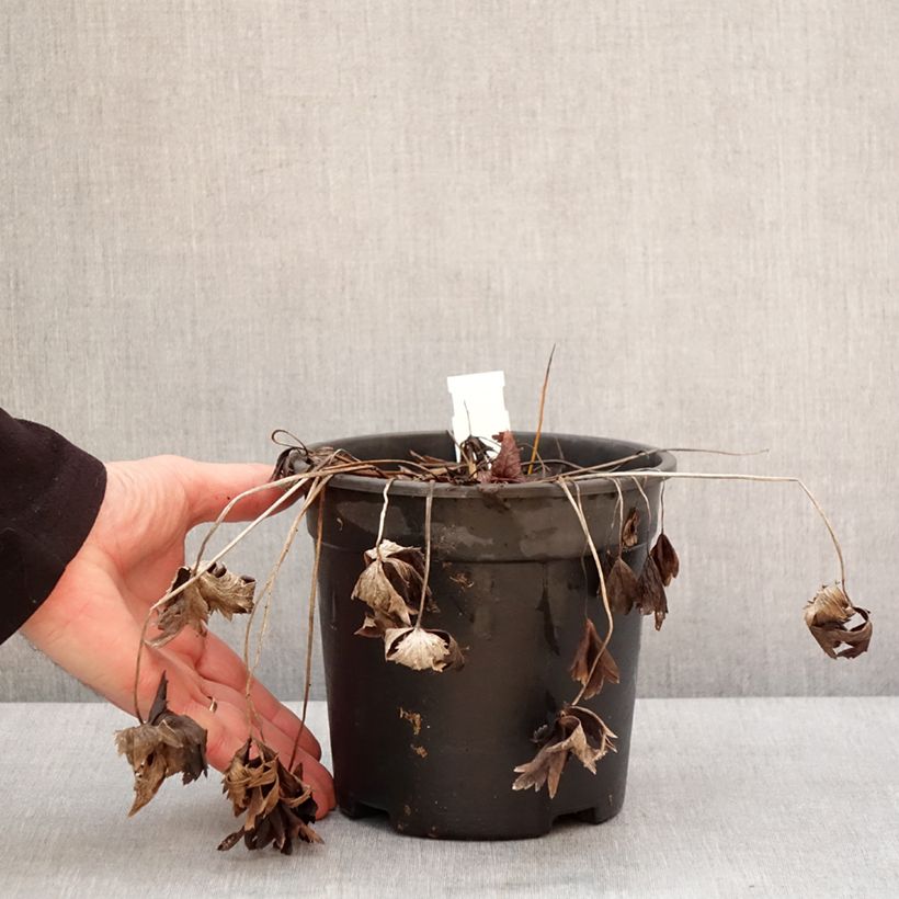 Spécimen de Trolle - Trollius chinensis Golden Queen Pot de 2L/3L tel que livré en hiver