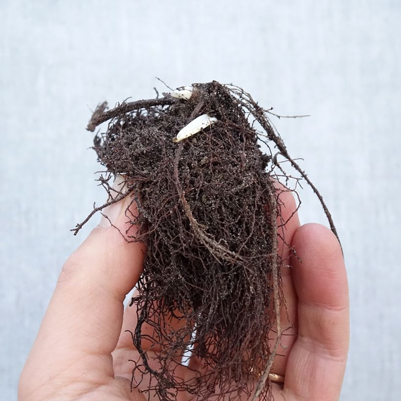 Spécimen de Trolle - Trollius chinensis Golden Queen Petites Racines nues, Qualité Extra équivalant à un pot de 2L tel que livré en hiver