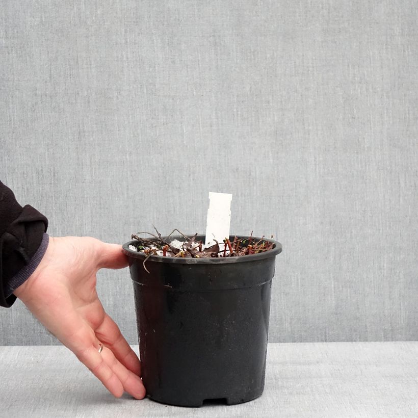 Spécimen de Trolle - Trollius cultorum Cheddar Pot de 2L/3L tel que livré en hiver