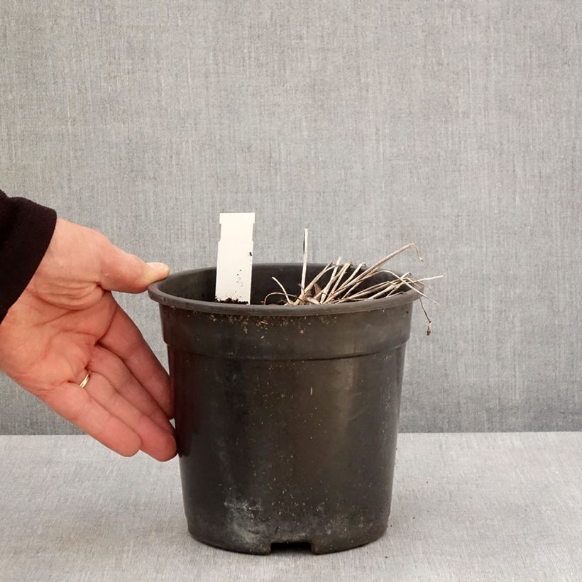 Spécimen de Trolle - Trollius cultorum Cheddar Pot de 2L/3L tel que livré au printemps