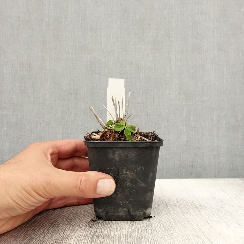 Spécimen de Trollius Lemon Queen - Trolle hybride Godet de 8/9 cm tel que livré en automne