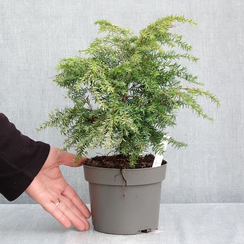 Spécimen de Tsuga canadensis Jeddeloh - Pruche du Canada Pot de 2L/3L tel que livré en automne