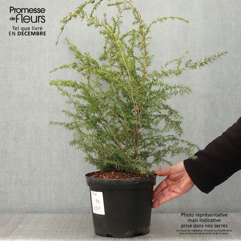Spécimen de Tsuga canadensis - Pruche du Canada Pot de 3L/4L tel que livré en automne