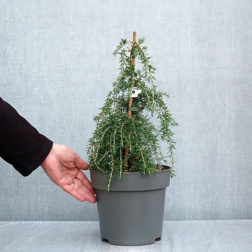 Spécimen de Tsuga heterophylla Thorssen's Weeper - Pruche de l'Ouest Pot de 4L/5L, Tige de 60 cm tel que livré en automne