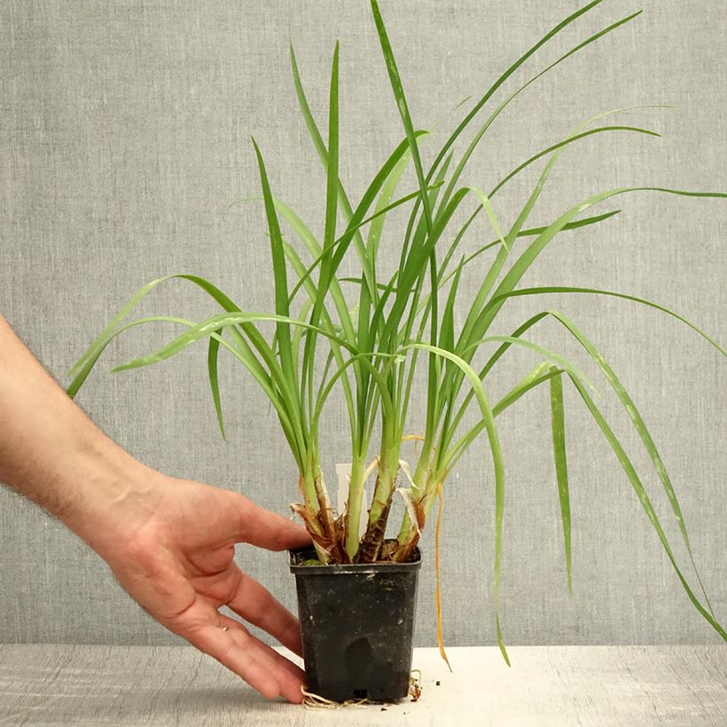 Spécimen de Tulbaghia cominsii Violacea Godet de 8/9 cm tel que livré en été