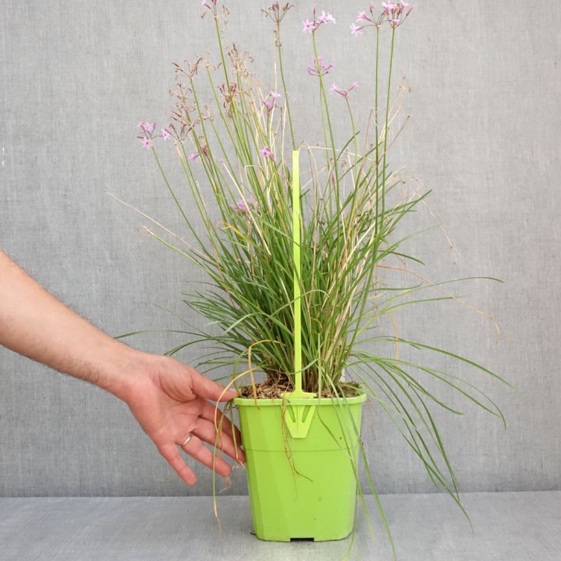 Spécimen de Tulbaghia Dark Star - Tulbaghie Pot de 3L/4L tel que livré en été