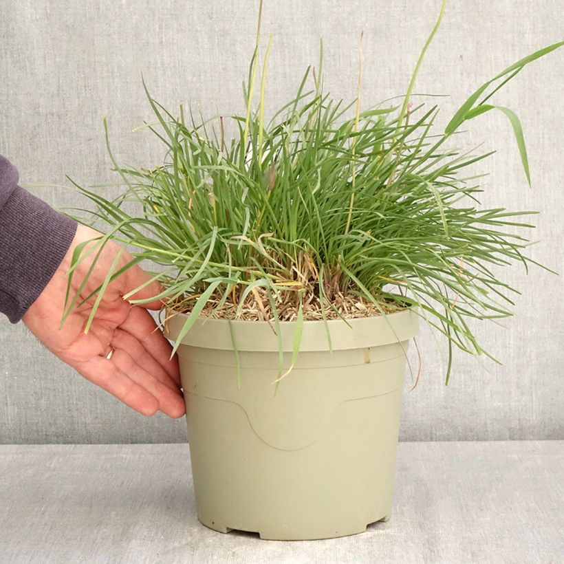 Spécimen de Tulbaghia Dark Star - Tulbaghie Pot de 3L/4L tel que livré au printemps