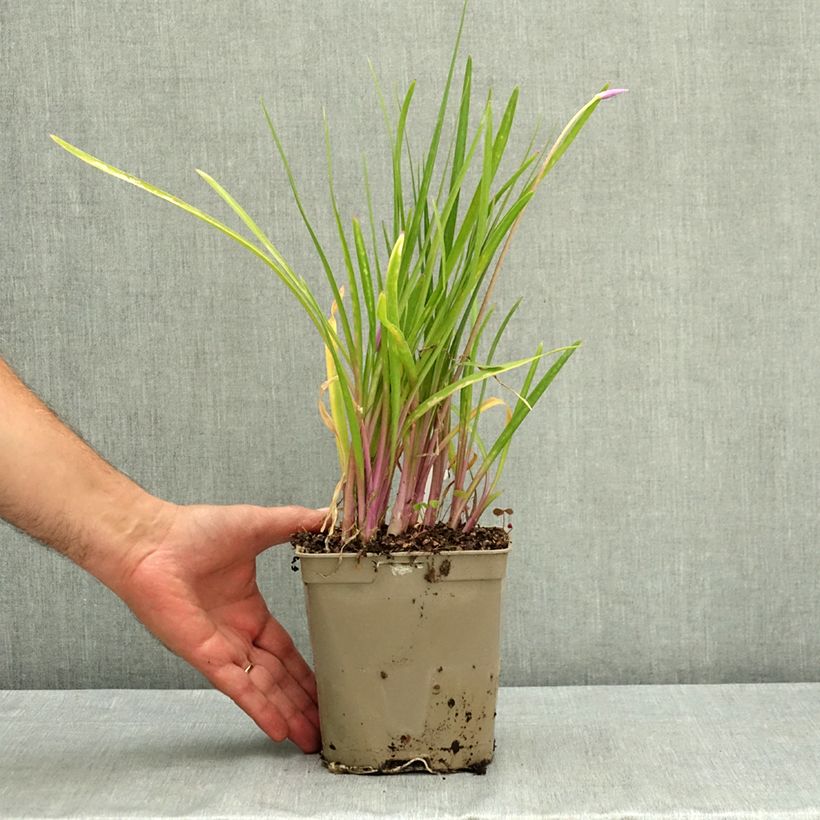 Spécimen de Tulbaghia Flamingo - Tulbaghie Pot de 2L/3L tel que livré en été