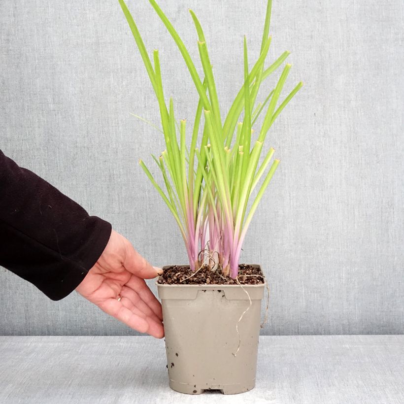 Spécimen de Tulbaghia Flamingo - Tulbaghie Pot de 2L/3L tel que livré au printemps
