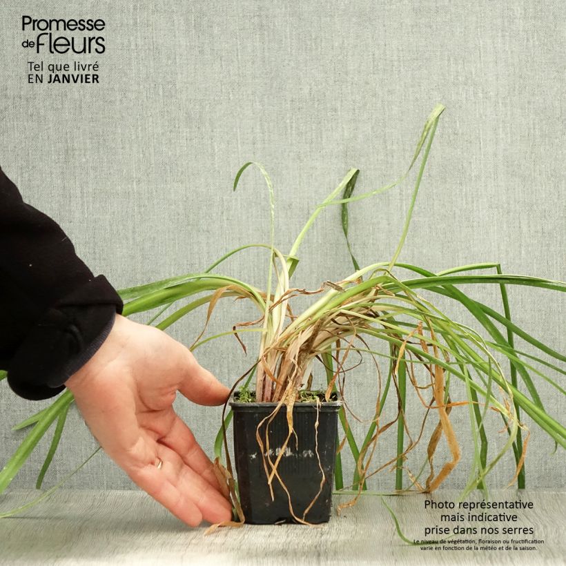 Spécimen de Tulbaghia Himba - Tulbaghie hybride  Godet de 7/8 cm tel que livré en hiver