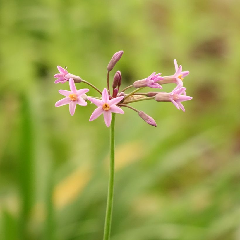 Tulbaghia Himba - Tulbaghie hybride (Floraison)