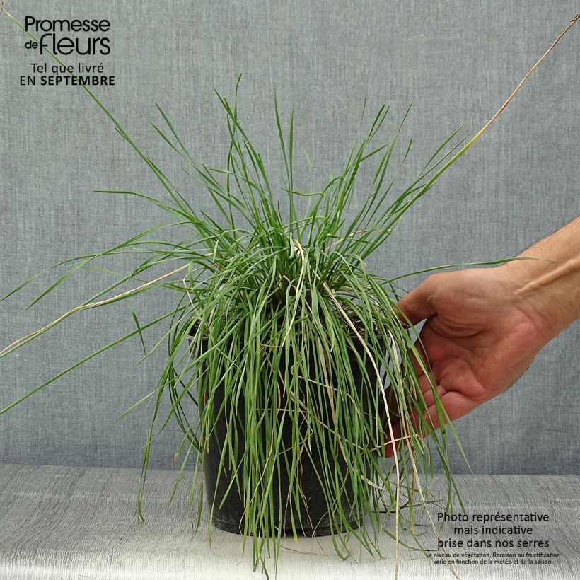 Spécimen de Tulbaghia Purple Eye - Tulbaghie Pot de 2L/3L tel que livré en automne