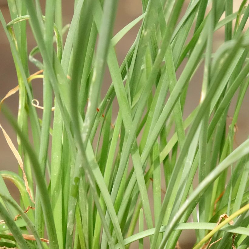 Tulbaghia violacea Ashanti (Feuillage)