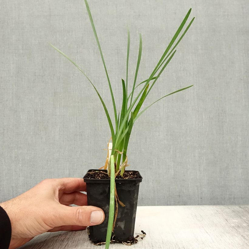 Spécimen de Tulbaghia violacea Pearl - Tulbaghie Godet de 8/9 cm tel que livré en automne