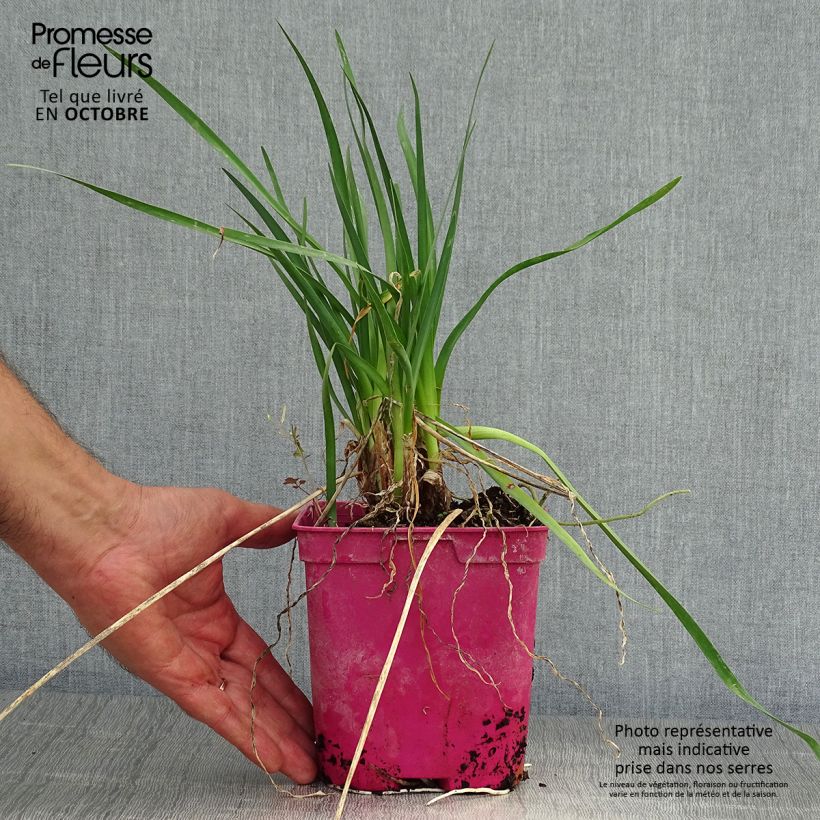 Spécimen de Tulbaghia violacea Pearl - Tulbaghie Pot de 2L/3L tel que livré en automne