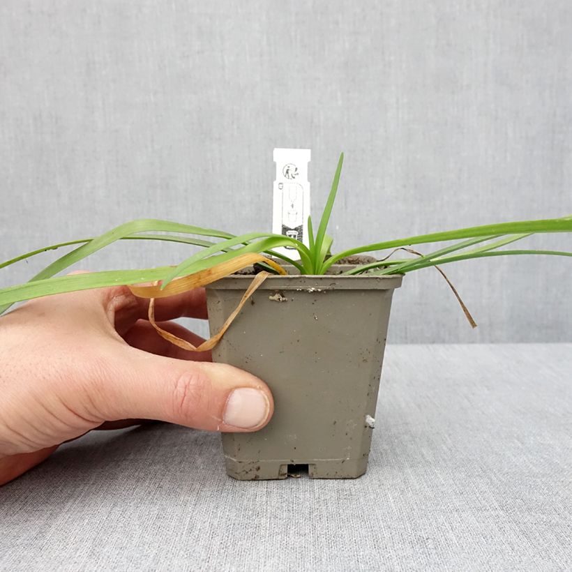 Spécimen de Tulbaghia violacea Savannah Lightning - Tulbaghie  Godet de 8/9 cm tel que livré en hiver