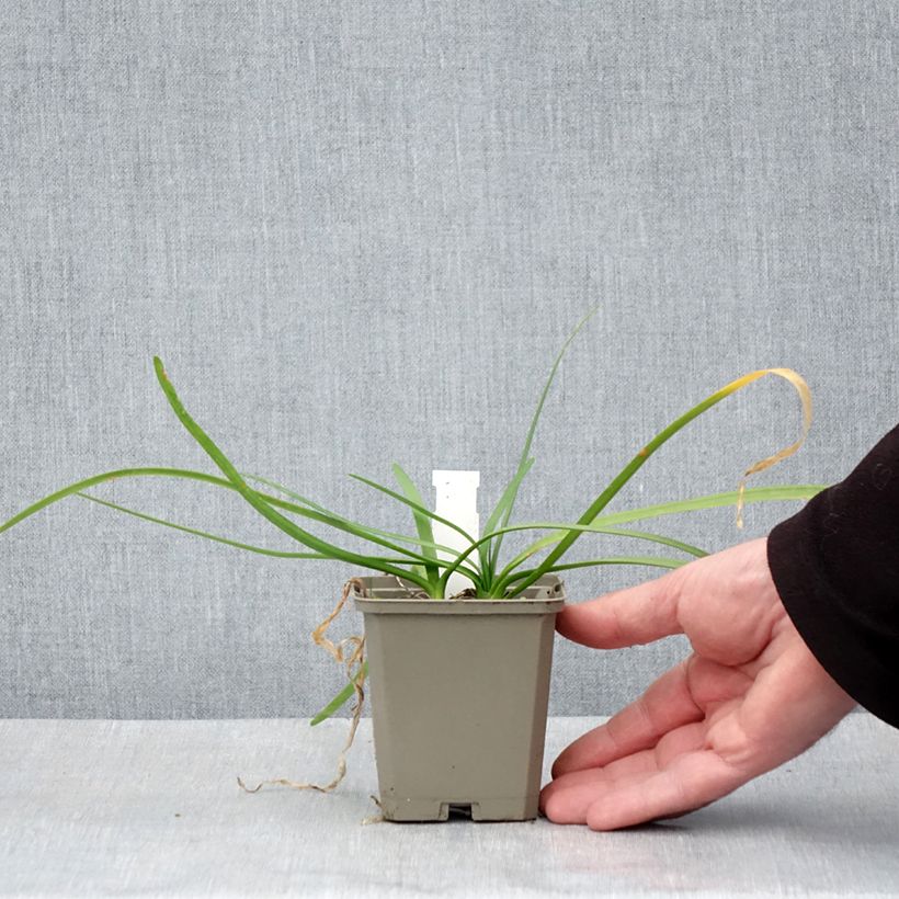 Spécimen de Tulbaghia violacea Savannah Lightning - Tulbaghie  Godet de 8/9 cm tel que livré au printemps