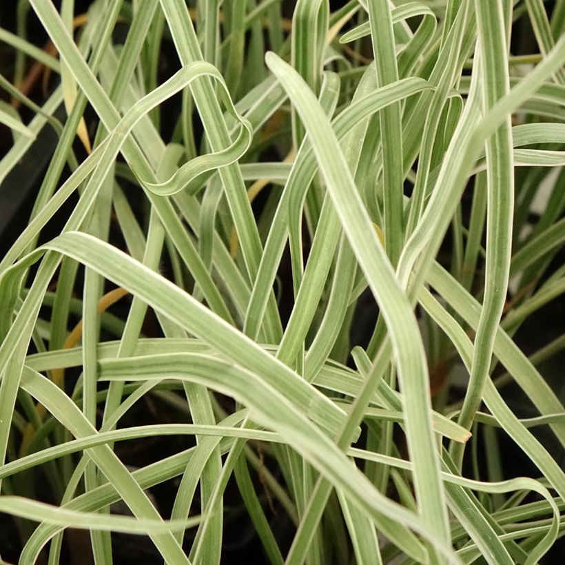 Tulbaghia violacea Silver Lace - Thulbaghie (Feuillage)