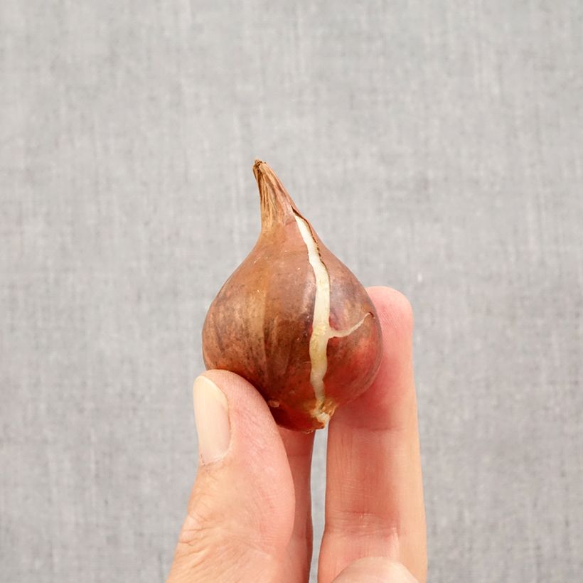 Spécimen de Tulipe botanique kaufmanniana Showwinner Bulbe calibre 12+ tel que livré en automne