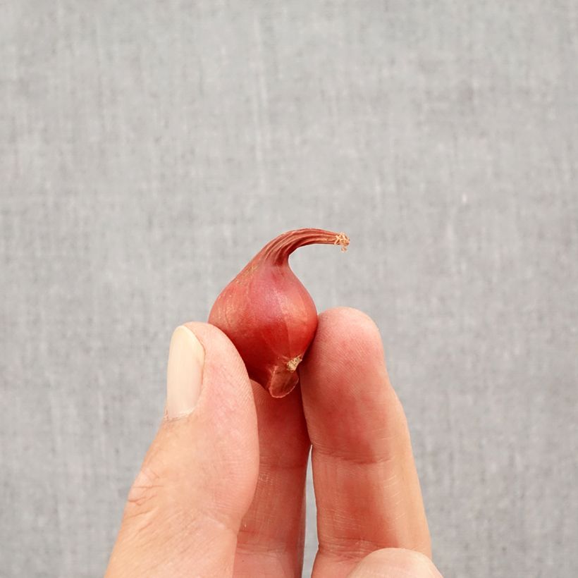 Spécimen de Tulipe botanique turkestanica Bulbe calibre 6+ tel que livré en automne