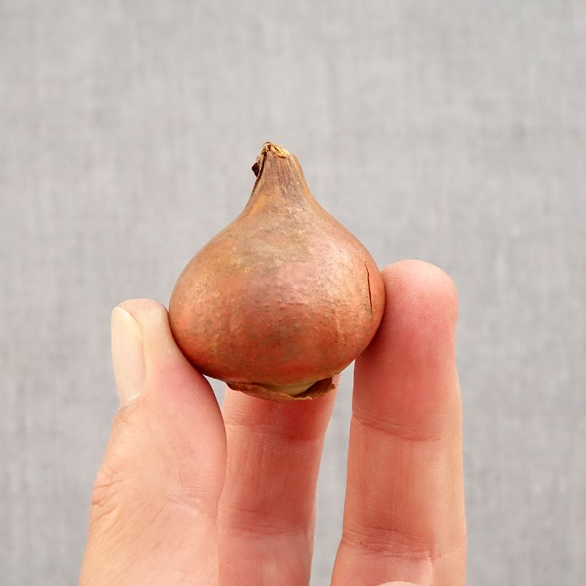 Spécimen de Tulipe dentelée double Queensland Bulbe calibre 12 tel que livré en automne