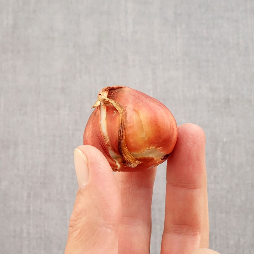 Spécimen de Tulipe double hâtive La Belle Epoque Bulbe calibre 12 tel que livré en automne