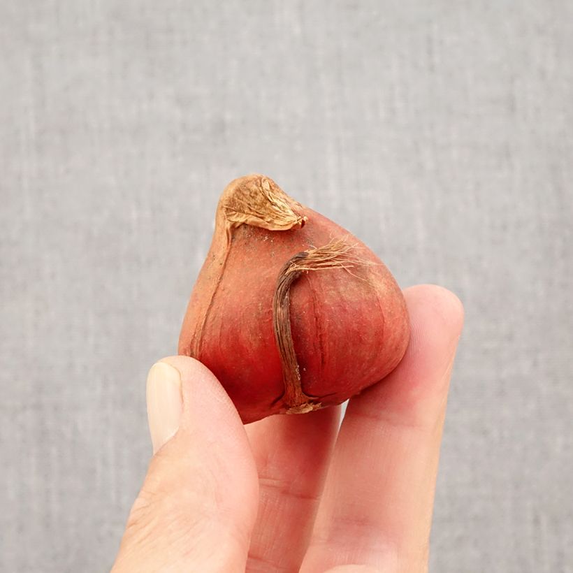 Spécimen de Tulipe double tardive Bonanza Bulbe calibre 11+ tel que livré en automne