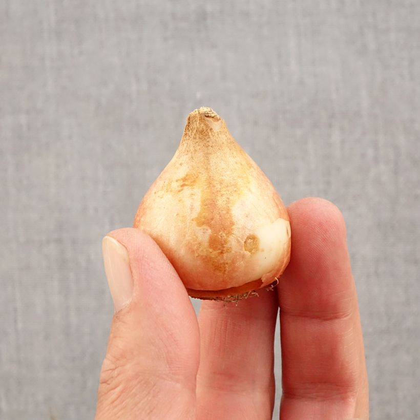 Spécimen de Tulipe double tardive Ice Cream Bulbe calibre 11+ tel que livré en automne