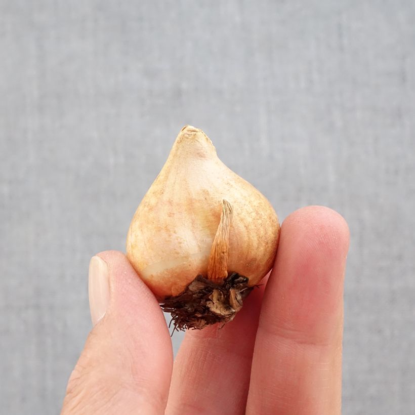 Spécimen de Tulipe fosteriana Sweetheart Bulbe calibre 11+ tel que livré en automne