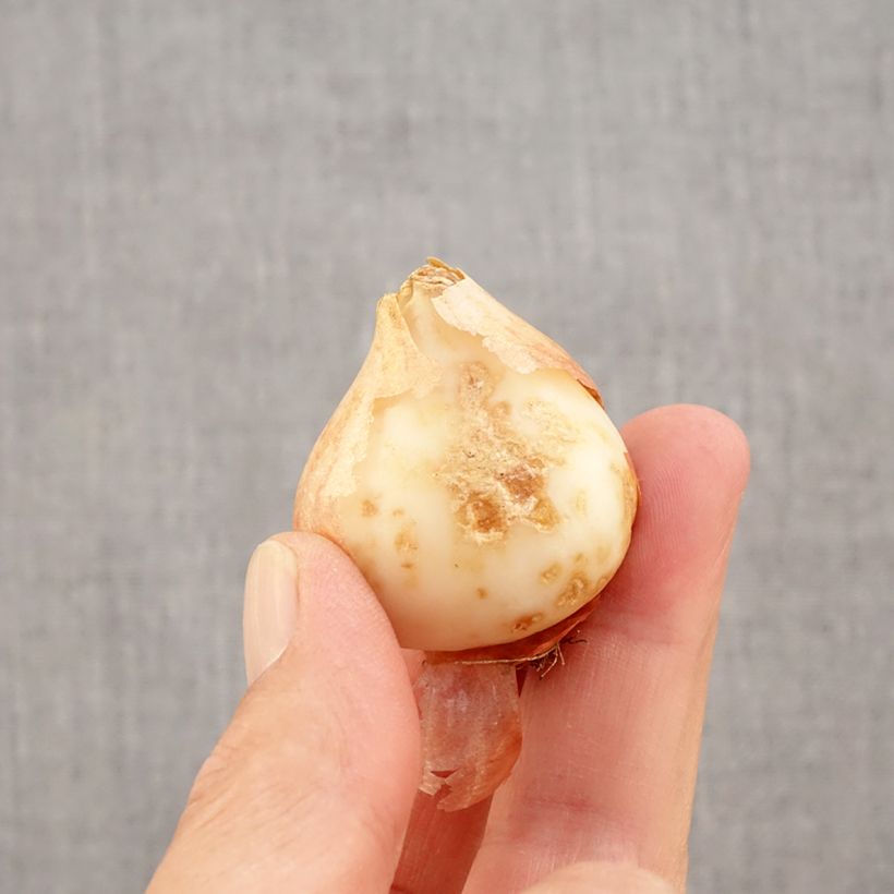 Spécimen de Tulipe kaufmanniana Hope Bulbe calibre 11+ tel que livré en automne