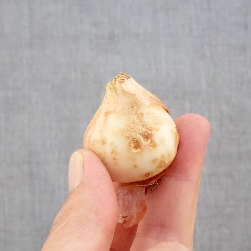 Spécimen de Tulipe Perroquet Estella Rijnveld Bulbe calibre 11+ tel que livré en automne