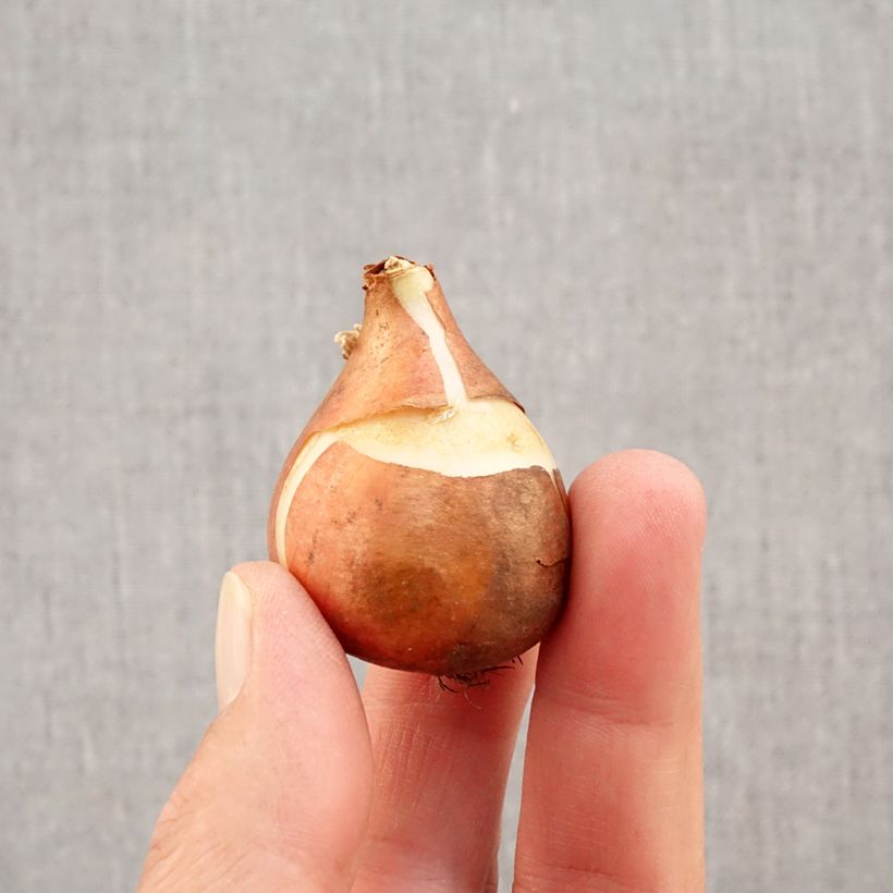 Spécimen de Tulipe simple hâtive Christmas Carol Bulbe calibre 11+ tel que livré en automne