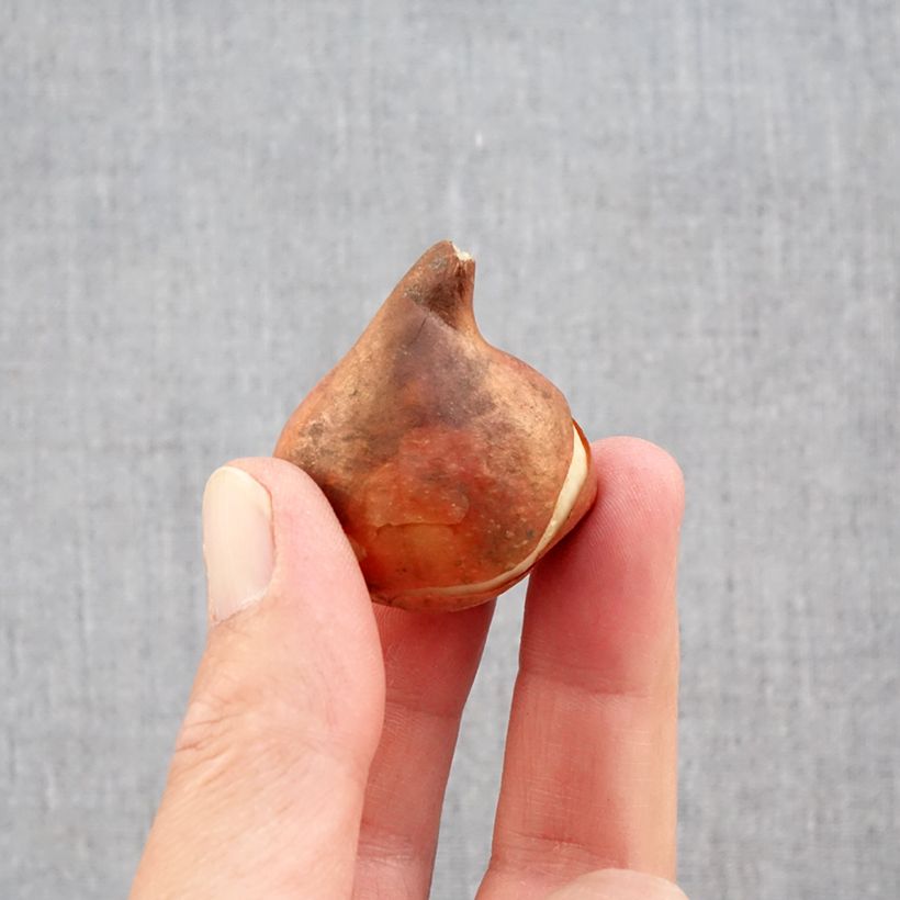 Spécimen de Tulipe simple hâtive Paradiso Bulbe calibre 11+ tel que livré en automne