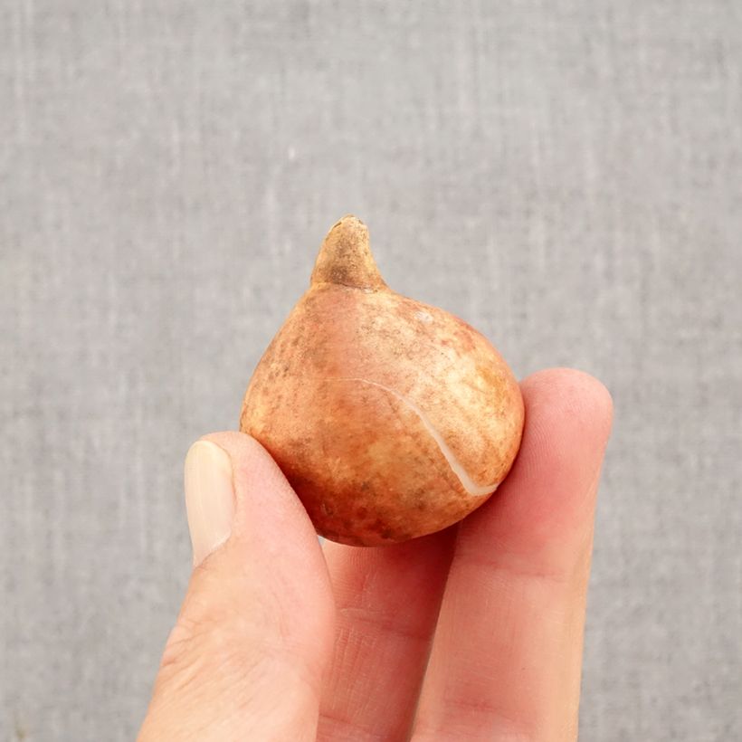 Spécimen de Tulipe Striped Crown Bulbe calibre 11+ tel que livré en automne