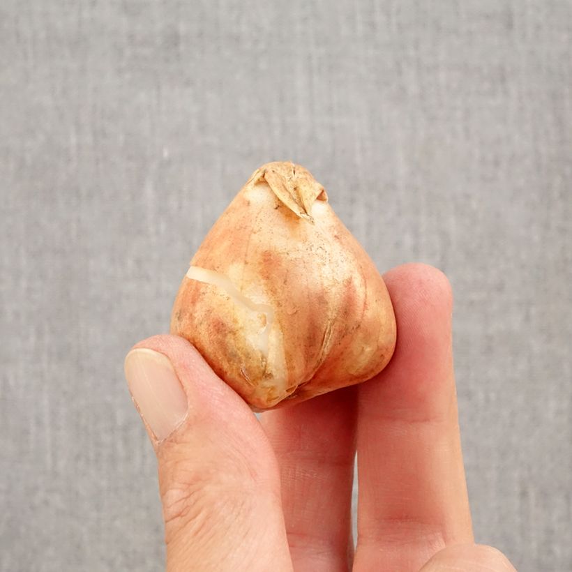 Spécimen de Tulipe Triomphe Boston Bulbe calibre 12+ tel que livré en automne