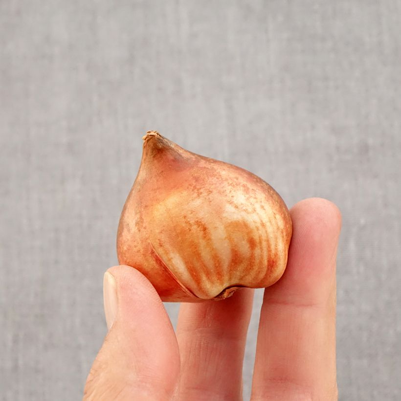 Spécimen de Tulipe Triomphe Bright Pink Lady Bulbe calibre 12 tel que livré en automne