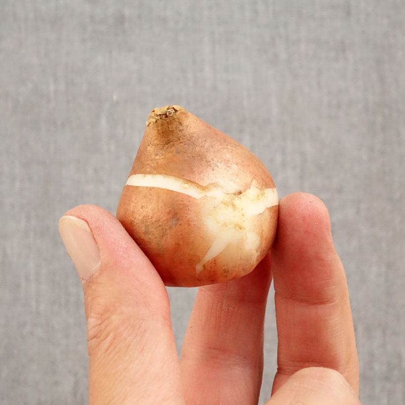 Spécimen de Tulipe Triomphe Brown Sugar Bulbe calibre 12+ tel que livré en automne