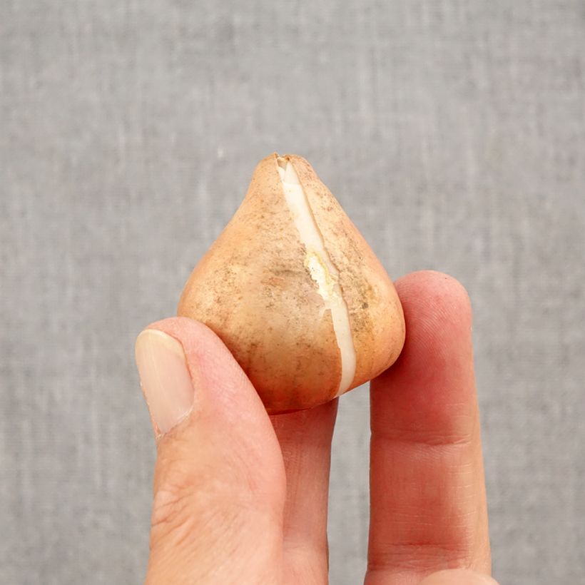 Spécimen de Tulipe Triomphe Happy Generation Bulbe calibre 11/12 tel que livré en automne