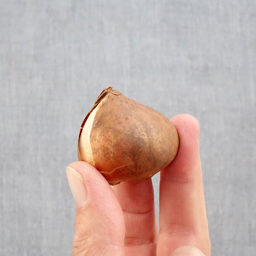 Spécimen de Tulipe Triomphe Kyoko Takahashi Bulbe calibre 11/12 tel que livré en automne