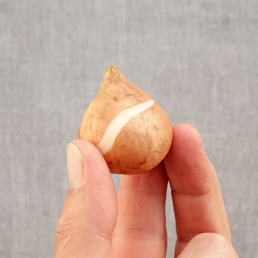 Spécimen de Tulipe Triomphe Mistress Bulbe calibre 11/12 tel que livré en automne