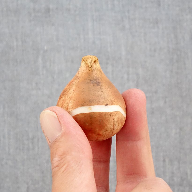 Spécimen de Tulipes Rembrandt en mélange Bulbe calibre 12+ tel que livré en automne