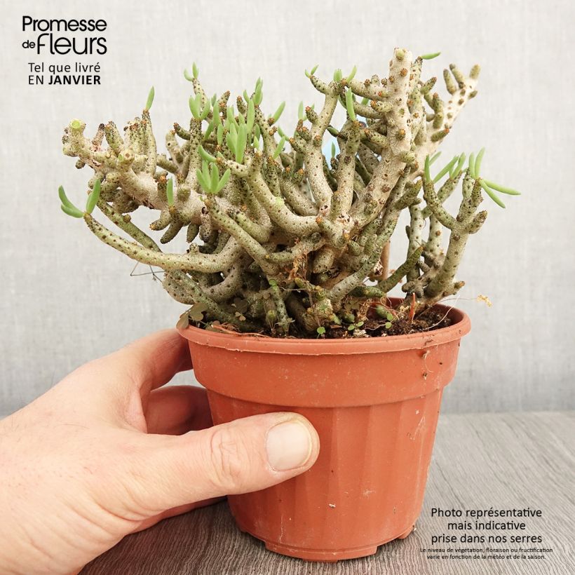 Spécimen de Tylecodon bucholzianus Pot de 12 cm / 13 cm tel que livré en hiver