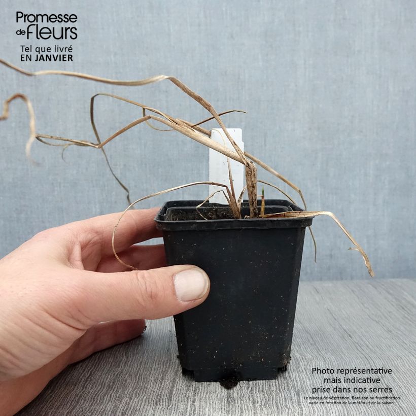 Spécimen de Typha angustifolia - Massette à feuilles étroites Godet de 8/9 cm tel que livré en hiver