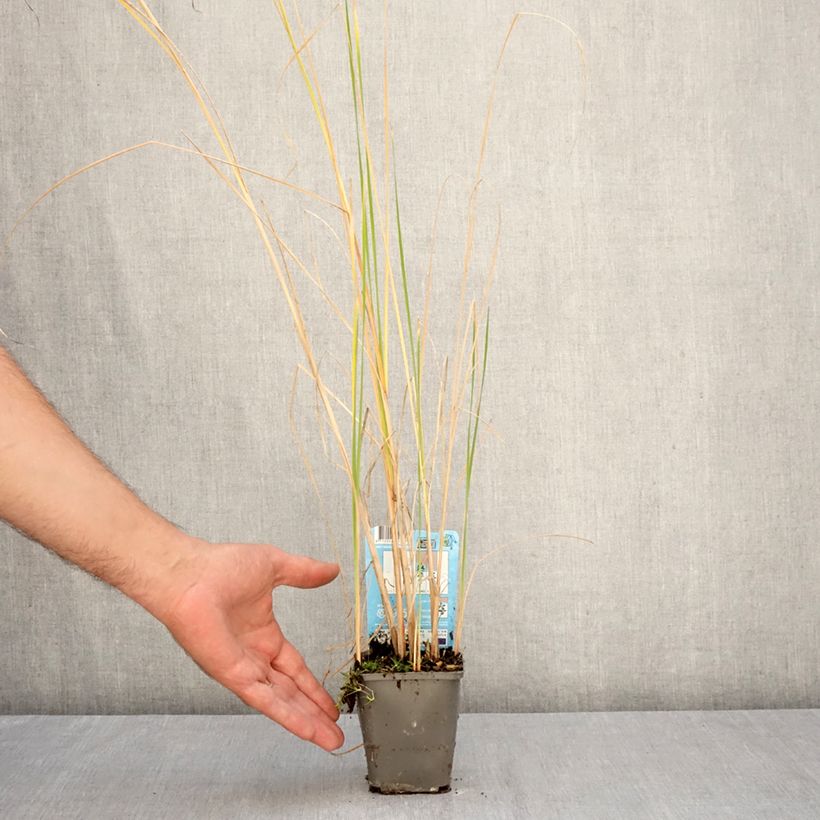 Spécimen de Typha laxmannii - Massette de Laxmann Godet de 8/9 cm tel que livré en automne