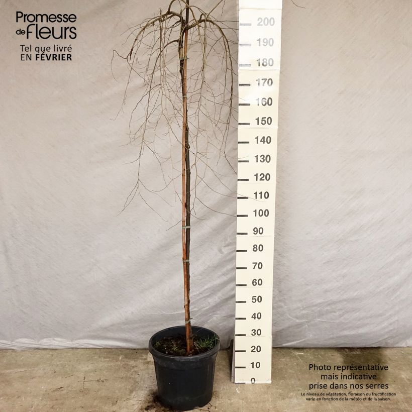 Spécimen de Ulmus carpinifolia Pendula - Orme pleureur Pot de 30L/35L, Tige tel que livré en hiver