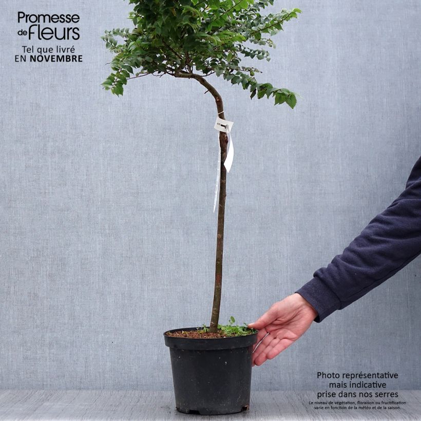 Spécimen de Ulmus hollandica Jacqueline Hillier - Orme nain Pot de 4L/5L, Tige de 60 cm tel que livré en automne